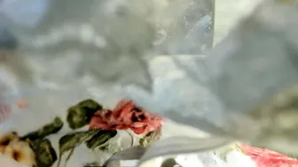 Evangely15 slim video chat porn