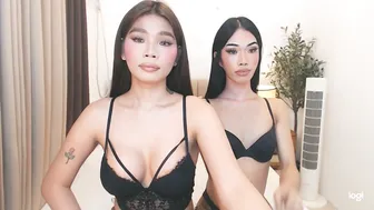Haisleypalmer asian - (07/04/2026)