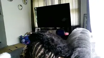 silentsirenn bigboobs premium porn