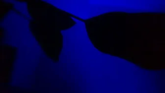 Karla_gonzaless 14-Nov-25 cam sex porn