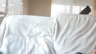 Pufftropica latina - 11-30-2025