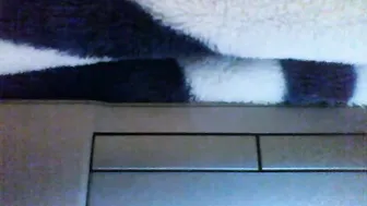 Sexyebony7 (02/17/2026)