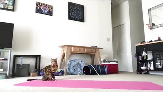 sweet_truffle yoga 29 May 2026